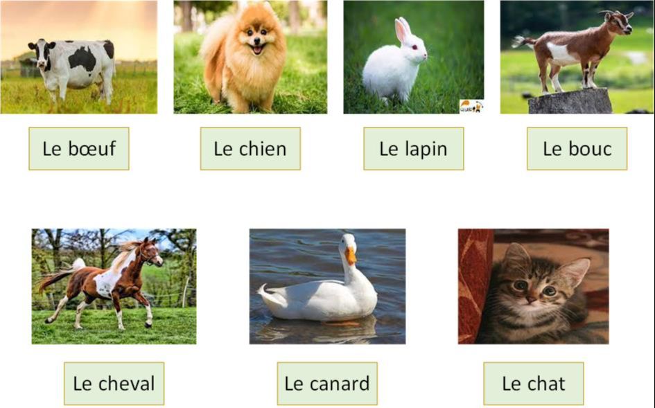 Les animaux domestique