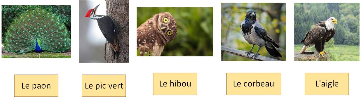 Les oiseaux