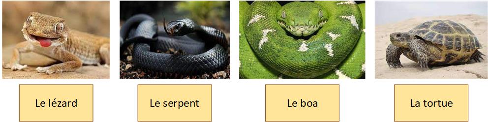 Les reptiles